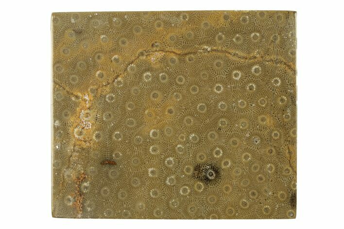 Polished Fossil Rugose Coral Slab - Morocco #276202
